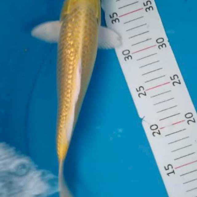 Ginrin 30cm