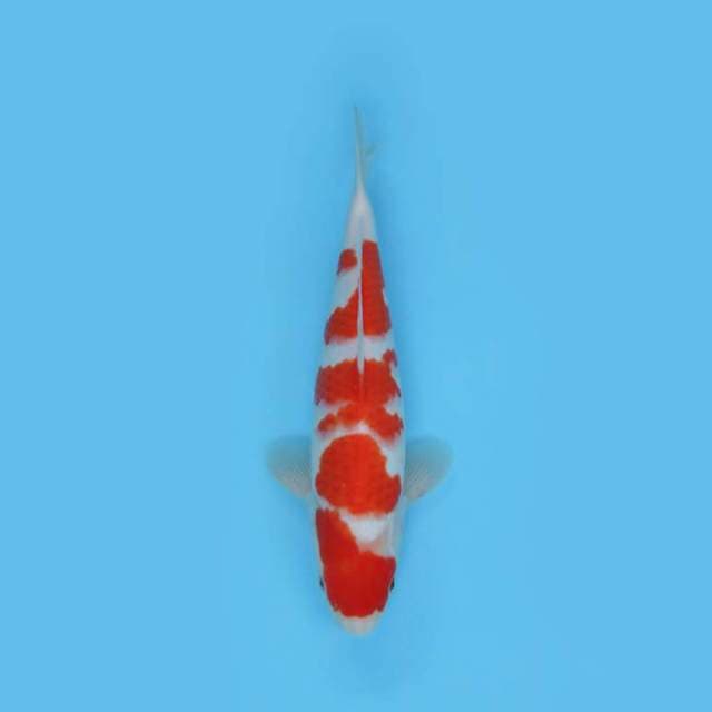 KOHAKU F1 - YONDAN SUSPECT MALE