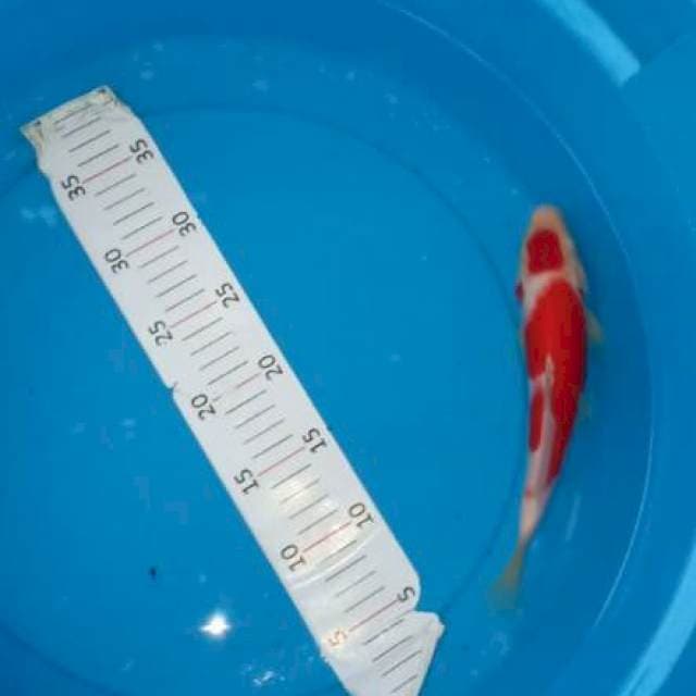 Kohaku original