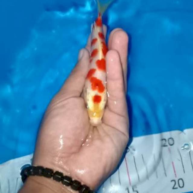Kikusui cantik