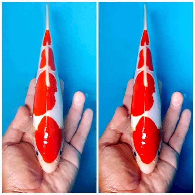 Kohaku Doitsu Murni