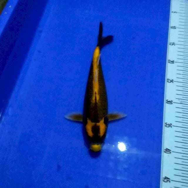 Kabuto 30 cm
