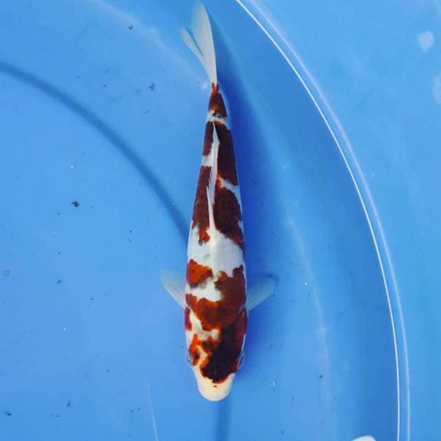 Goromo Mantab