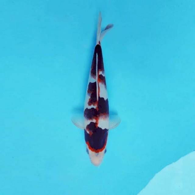 AKIKO 12 - GOROMO ®