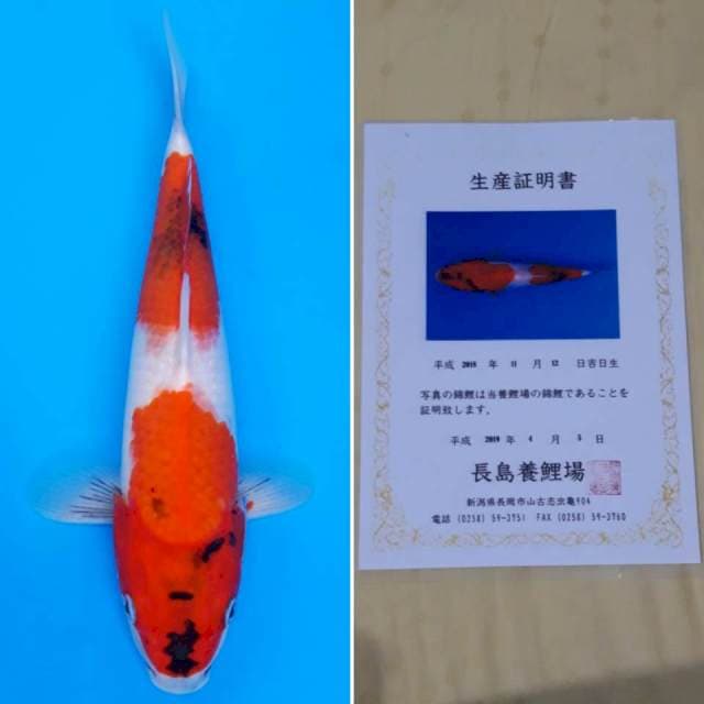 Nagashima showa 31cm serti