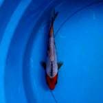 Asagi Snowflake F1 20BU