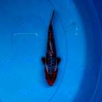 Shusui Bloodline Konishi 20BU