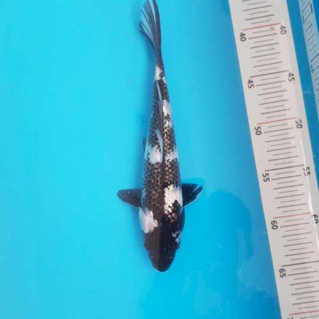 Shiro Ginrin 28cm