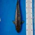 Soragoi Ginrin 35BU Male