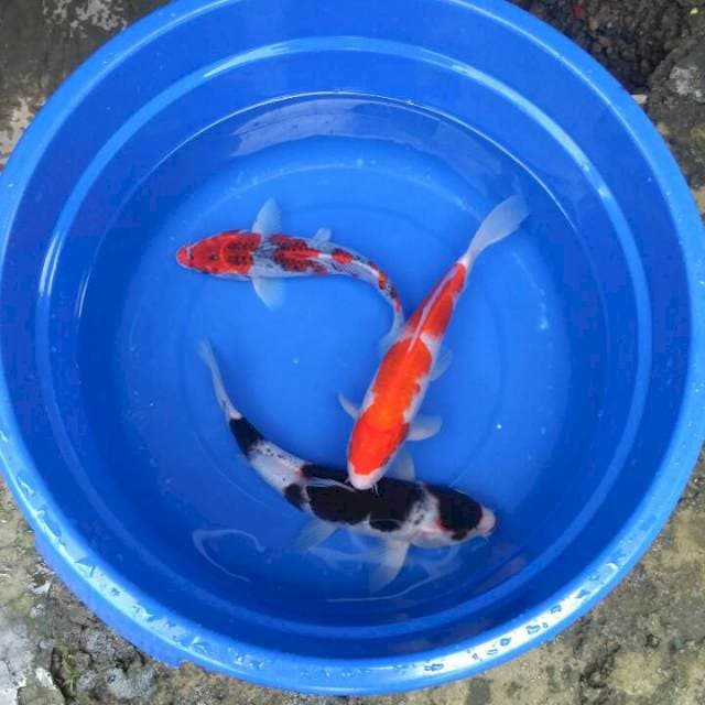 Sk mix budo