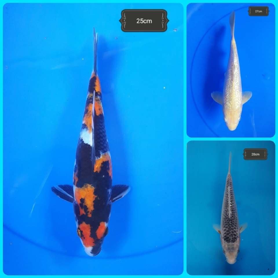 Mix Koi Joss