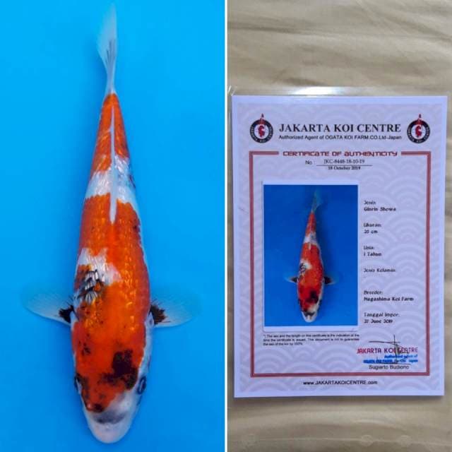 Nagashima ginrin showa 29cm serti