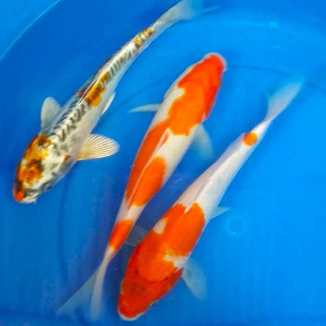Mix 29cm