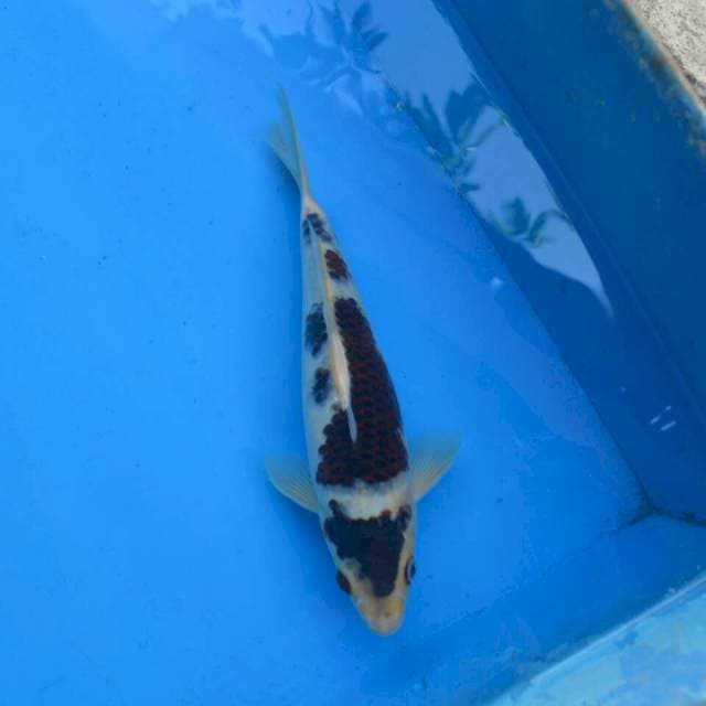 Budo Goromo
