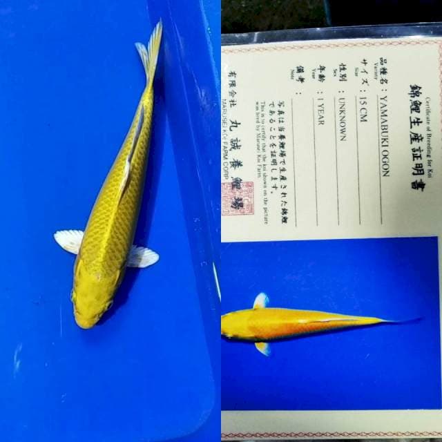 Yamabuki ogon import