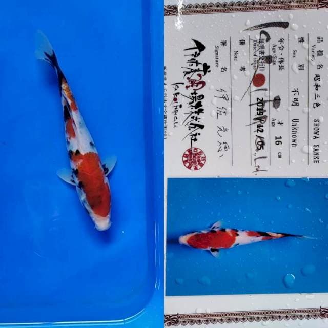 Showa import isa