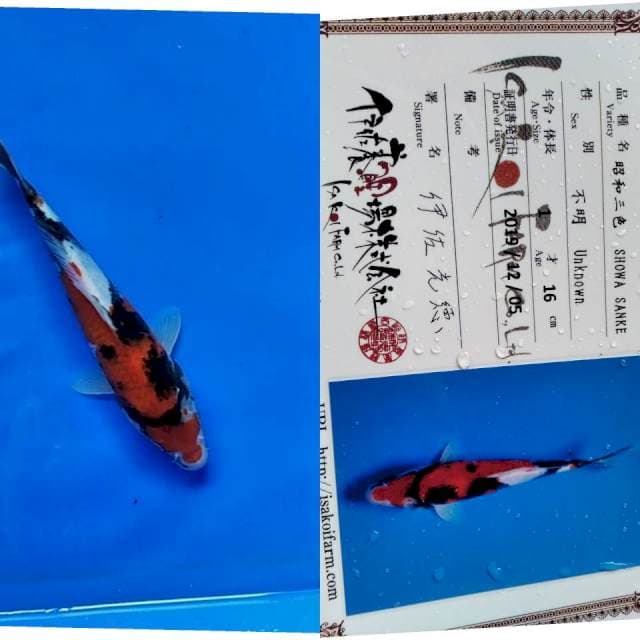 Showa import isa