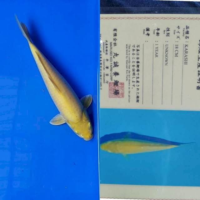Karashi import marusei