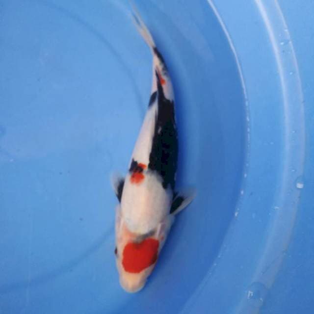 27cm 