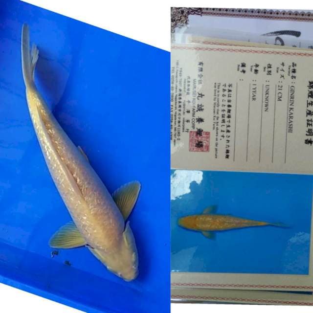 Karashi gingrin import marusei