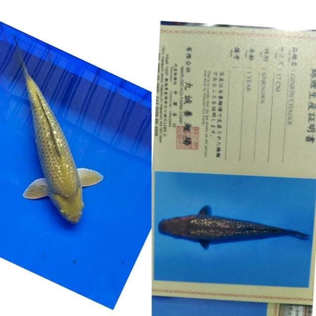 Chagoi gingrin import