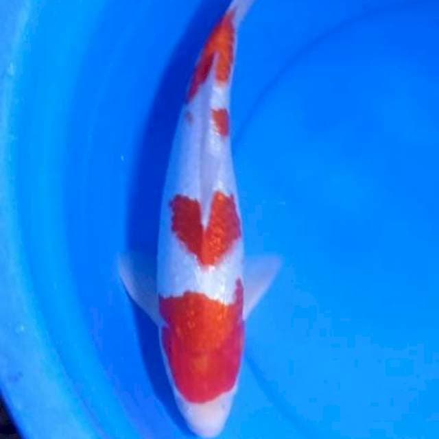 KOHAKU GINDRIN MANTAP