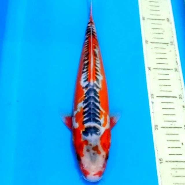 Hana shusui merah mantab