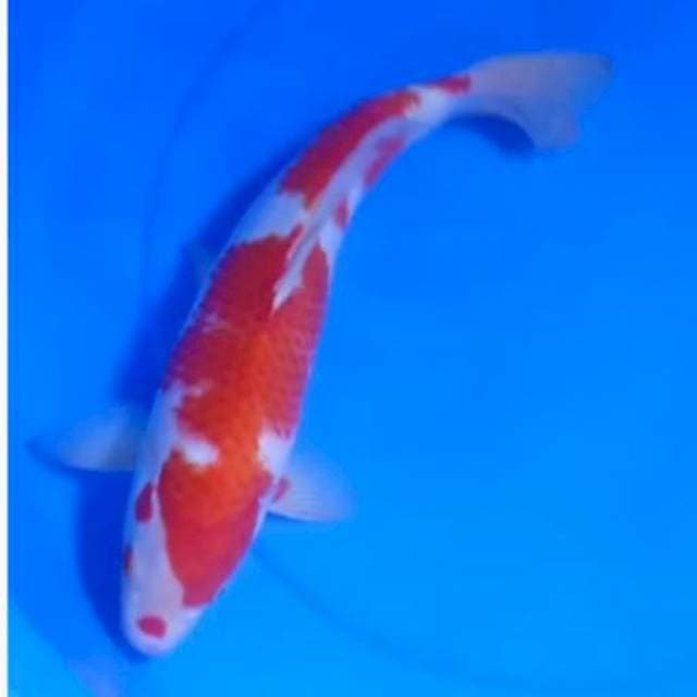 JUMBO KOHAKU