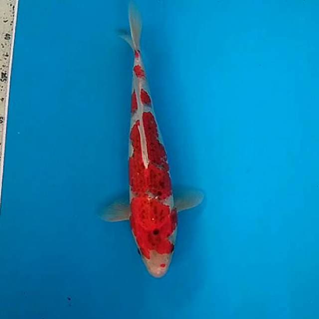 Aigoromo ghosiki 30cm male