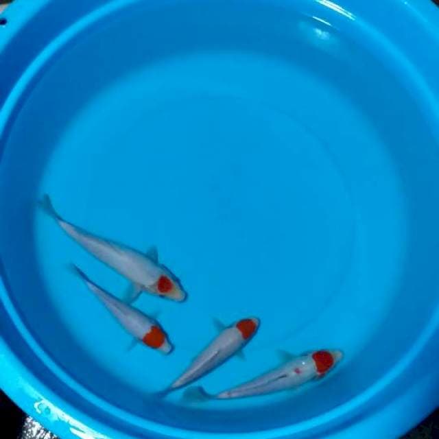 Tancho 4 ekor