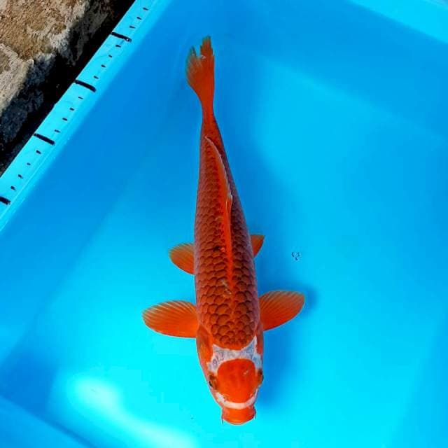 Antik langka Red Tancho matsuba