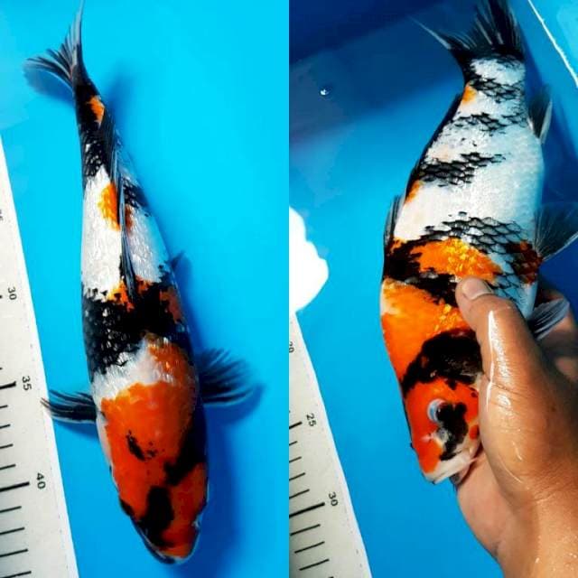 SHOWA GINRIN PUNUK 31cm FEMALE