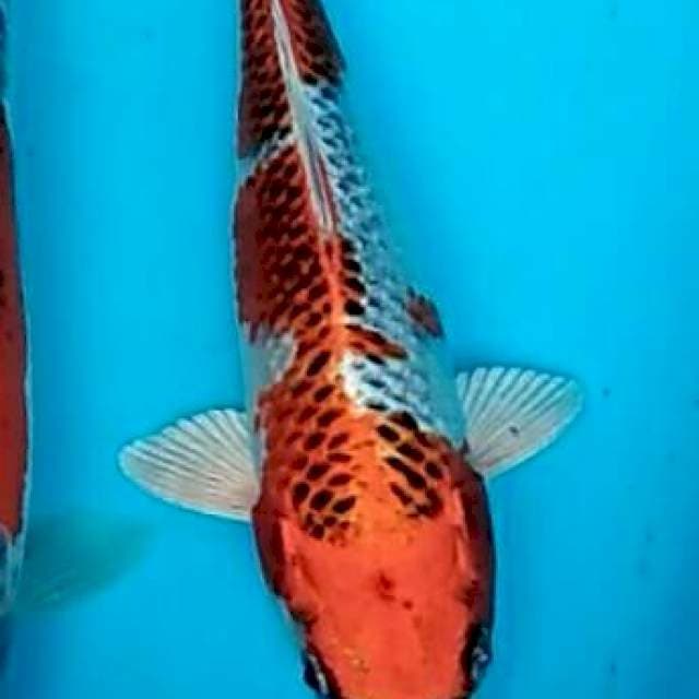 Kujaku manis pola simetris 23cm
