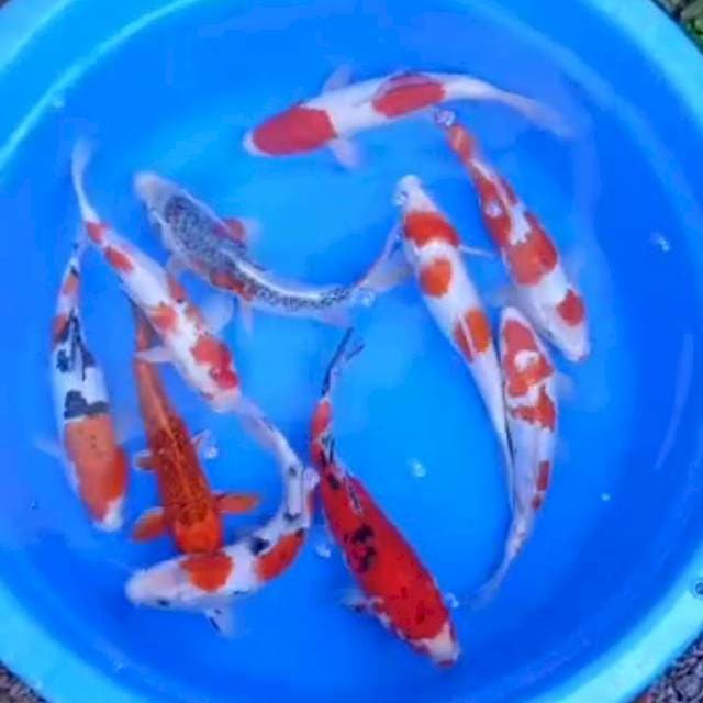 PAKET MIX HEMAT 10ekor