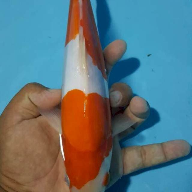 kohaku doit 30 cm