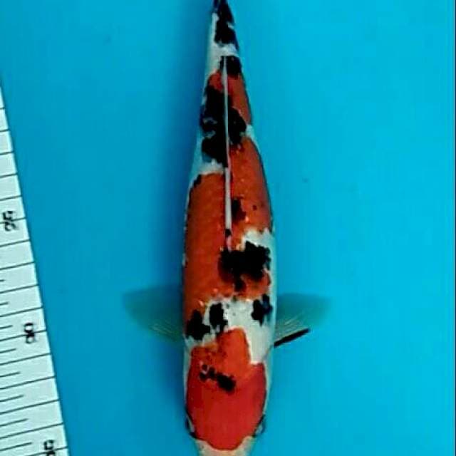 Taisho sanshoku imut 25cm