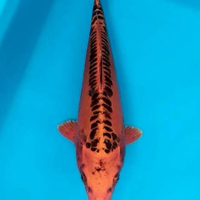 Mizuho ogon koleksi antik 28cm