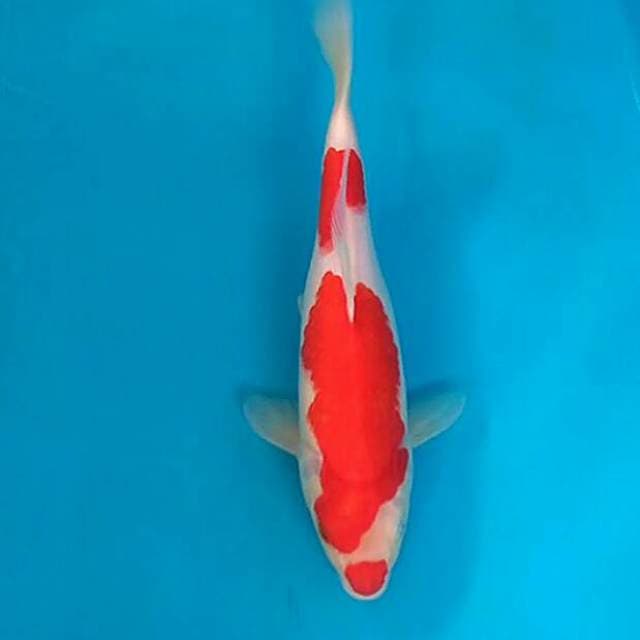 Kohaku kuchibeni 29cm Female