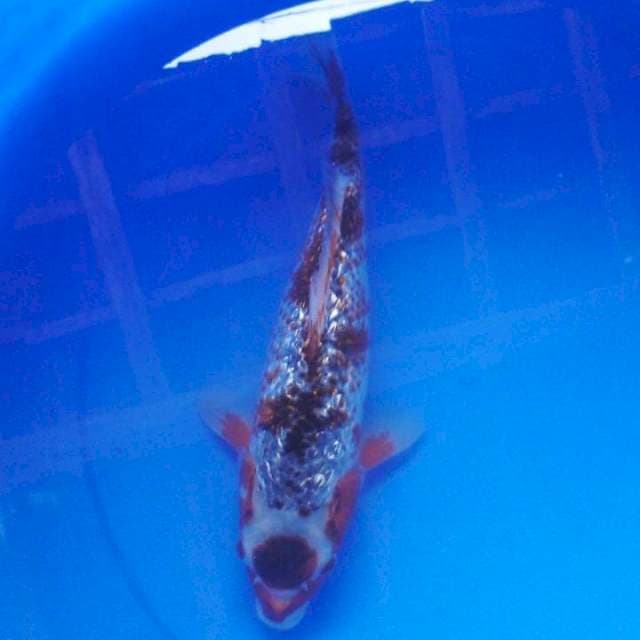 ANTIX GHOSIKI
