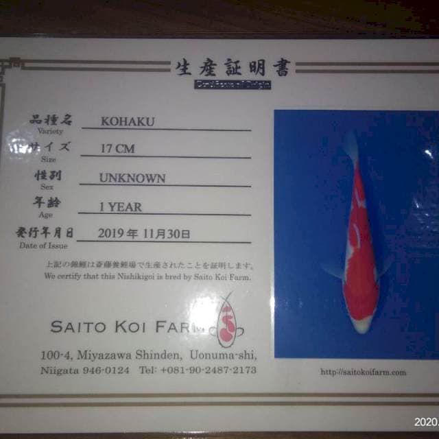 Kohaku (Saito) 17cm. Import dan Sertifikat