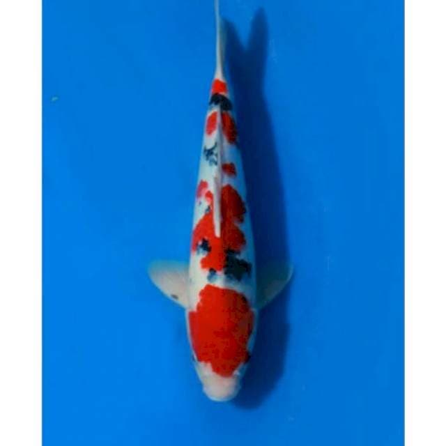 Sanke 39cm male show quality