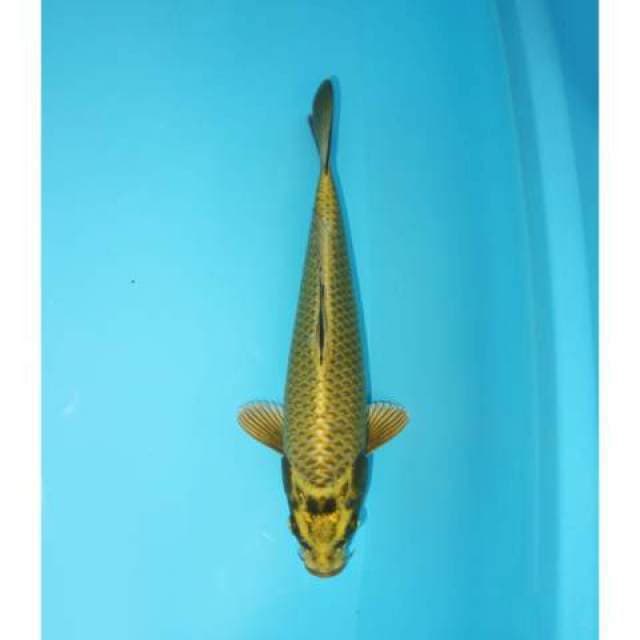 MUKASHI 27 CM FEMALE