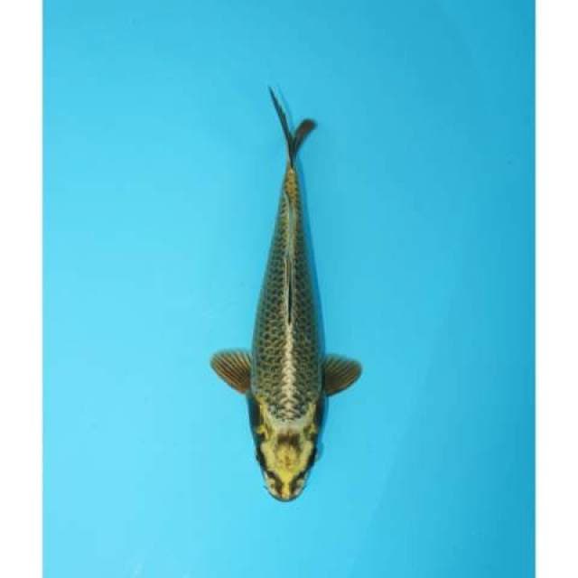 MUKASHI 23 CM MALE