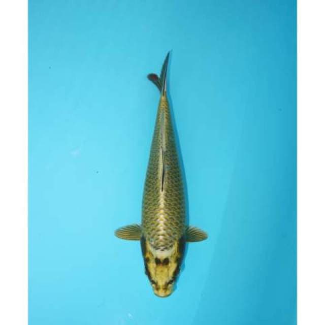 MUKASHI 25 CM FEMALE