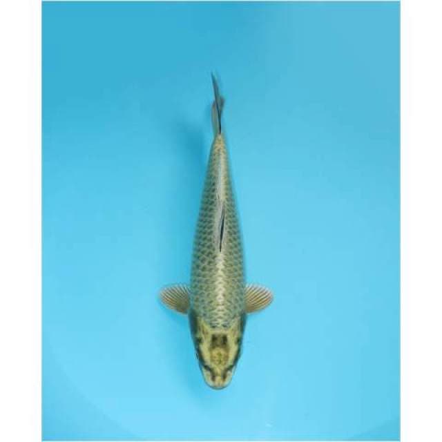 MUKASHI 27 CM FEMALE