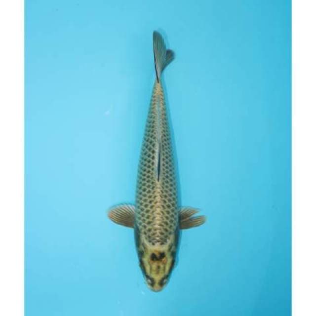 MUKASHI 25 CM FEMALE