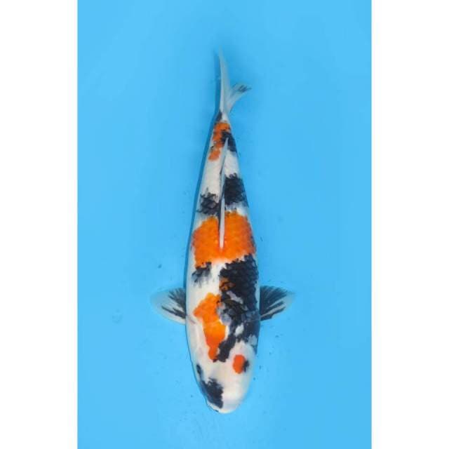 F1 Tosai Showa - 38cm Female