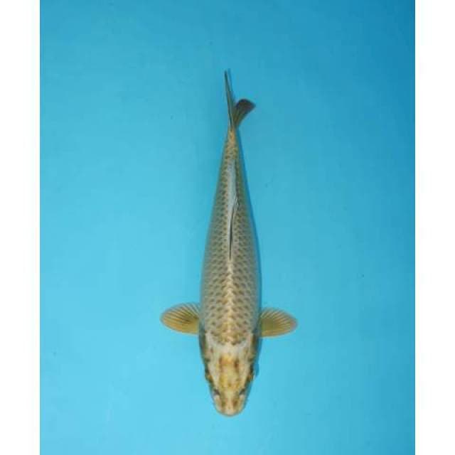 MUKASHI 27 CM FEMALE
