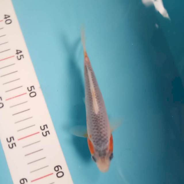 Asagi 16cm siip