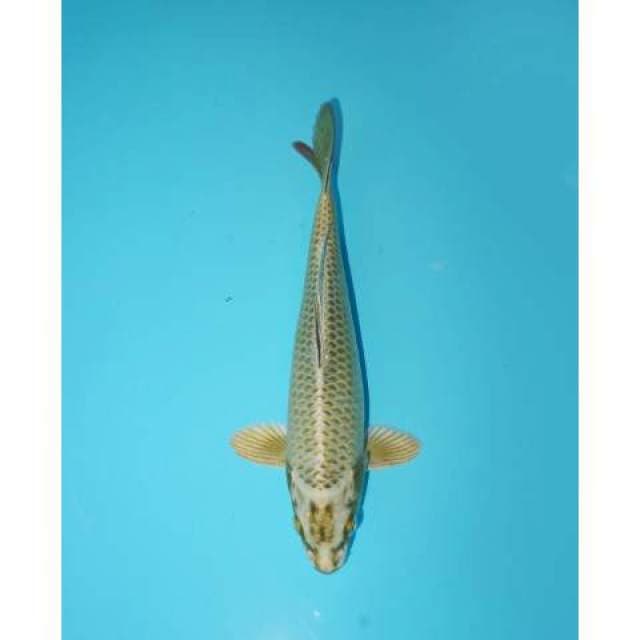 MUKASHI 23CM MALE